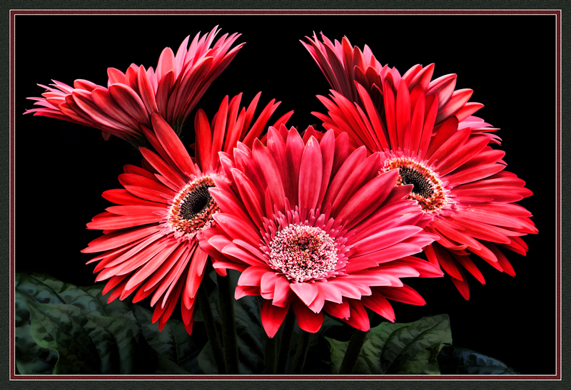 Gerbera by Pat Stone